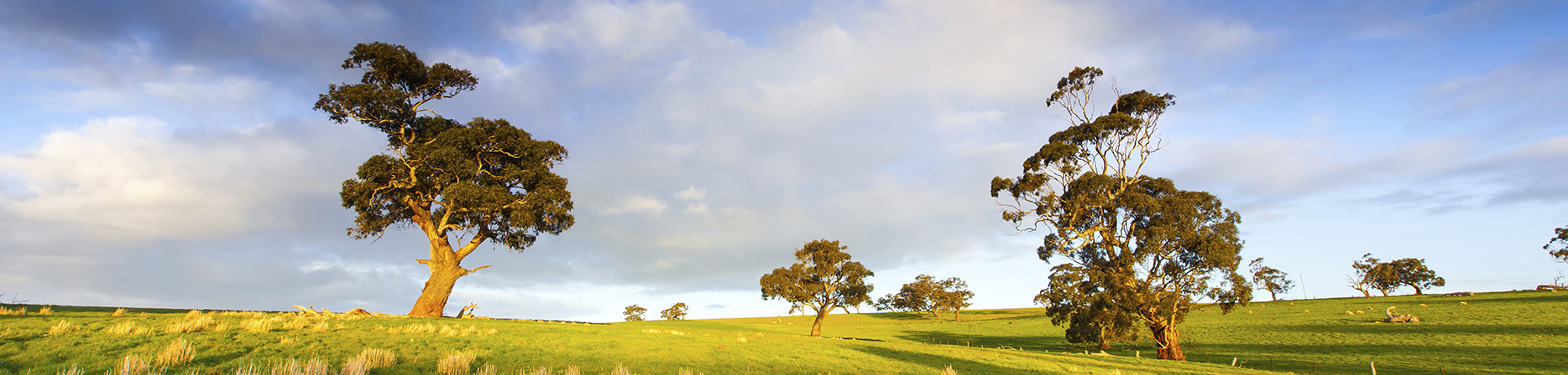 Clare Valley